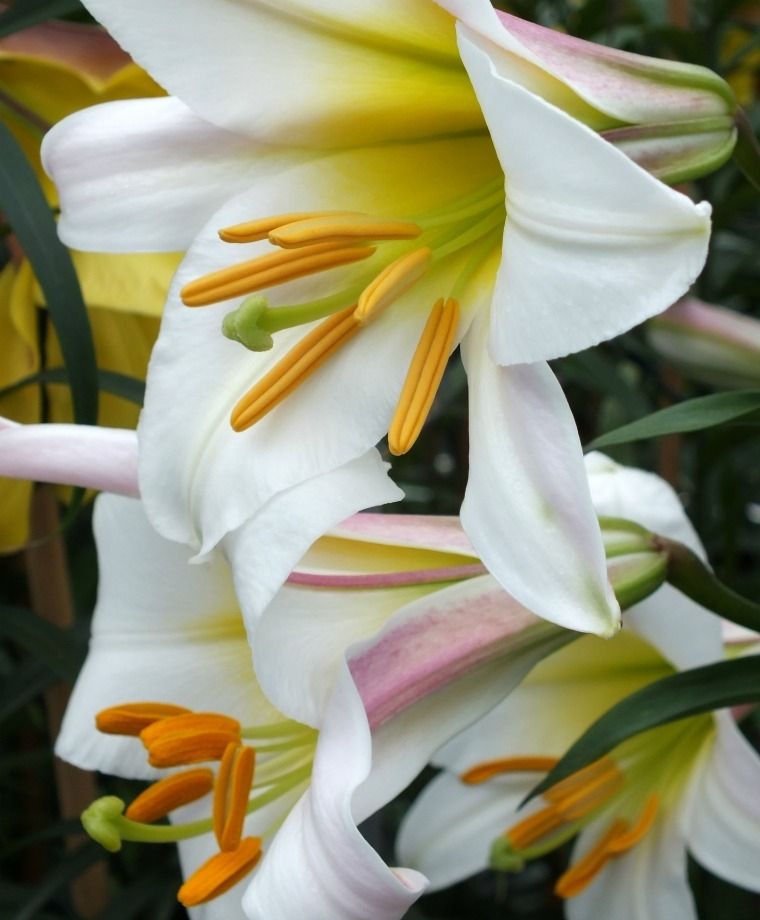 Regale Heirloom Chinese Trumpet Lily