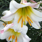 Regale Heirloom Chinese Trumpet Lily