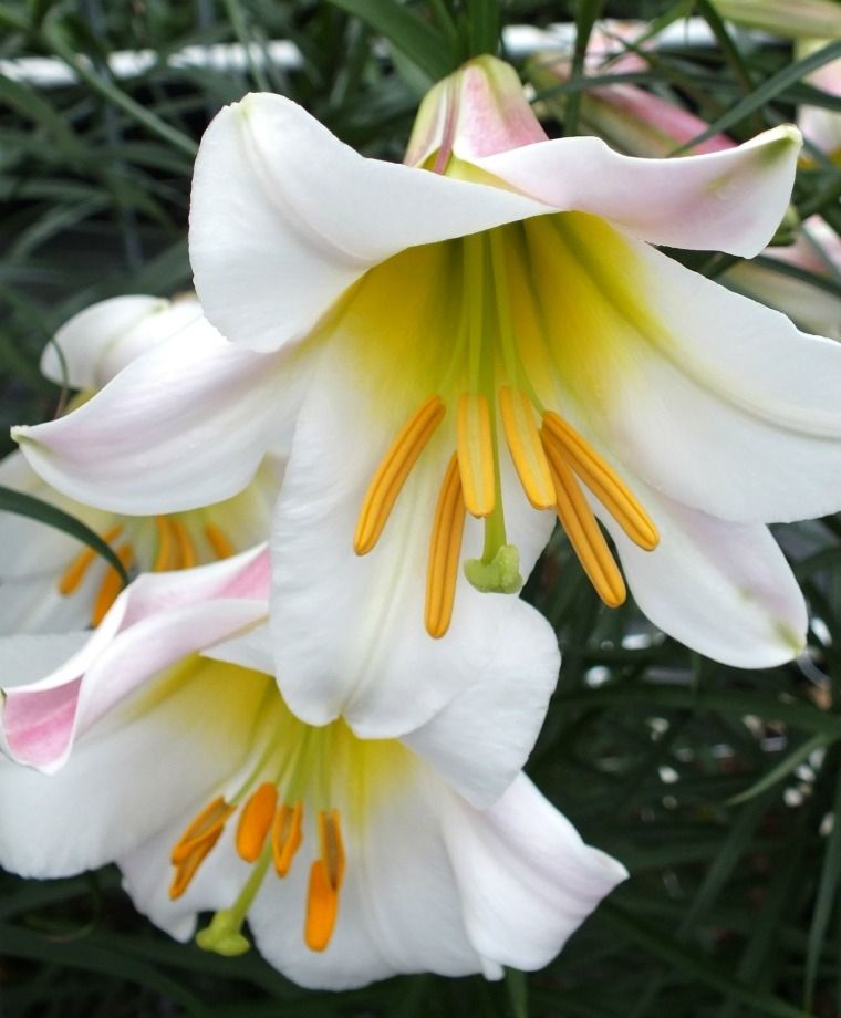 Regale Heirloom Chinese Trumpet Lily