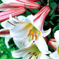 Regale Heirloom Chinese Trumpet Lily