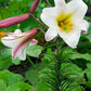 Regale Heirloom Chinese Trumpet Lily