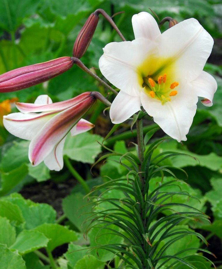 Regale Heirloom Chinese Trumpet Lily