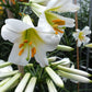 Regale Album Heirloom Chinese Trumpet Lily Plants online shopping