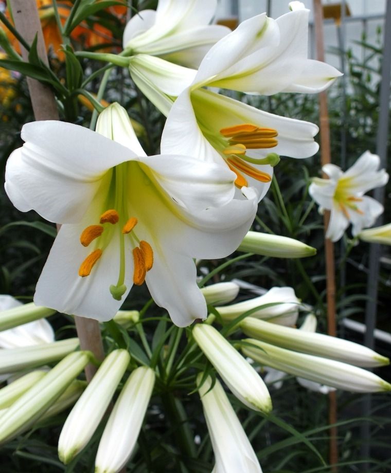 Regale Album Heirloom Chinese Trumpet Lily Plants online shopping