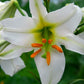 Regale Album Heirloom Chinese Trumpet Lily Plants online shopping