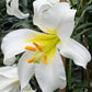 Regale Album Heirloom Chinese Trumpet Lily Plants online shopping