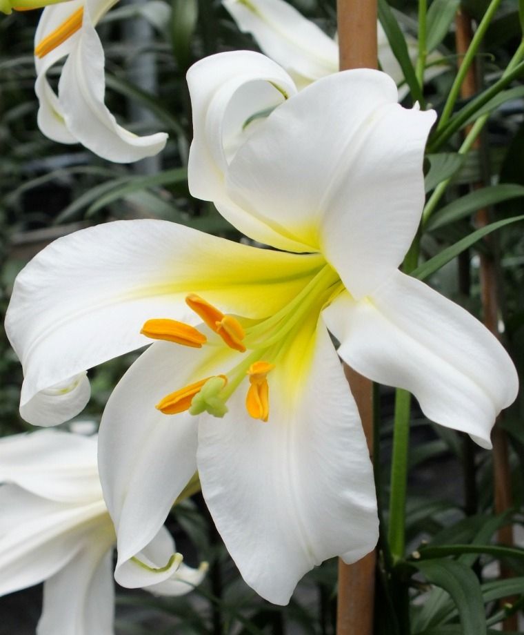 Regale Album Heirloom Chinese Trumpet Lily Plants online shopping