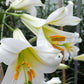Regale Album Heirloom Chinese Trumpet Lily Plants online shopping