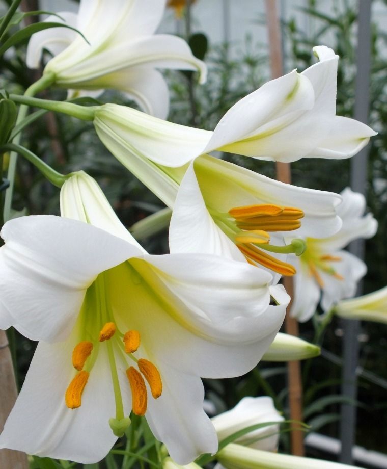 Regale Album Heirloom Chinese Trumpet Lily Plants online shopping