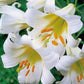 Regale Album Heirloom Chinese Trumpet Lily Plants online shopping