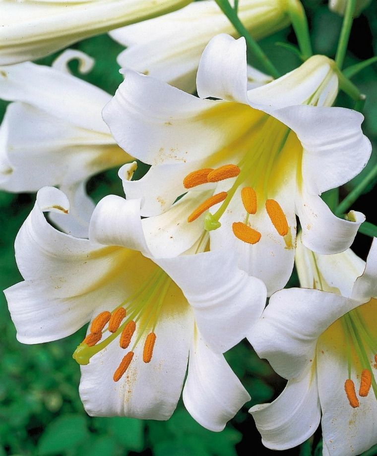 Regale Album Heirloom Chinese Trumpet Lily Plants online shopping