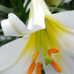 Regale Album Heirloom Chinese Trumpet Lily Plants online shopping