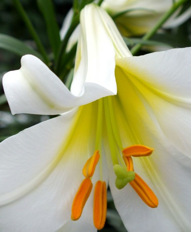 Regale Album Heirloom Chinese Trumpet Lily Plants online shopping