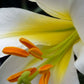 Regale Album Heirloom Chinese Trumpet Lily Plants online shopping