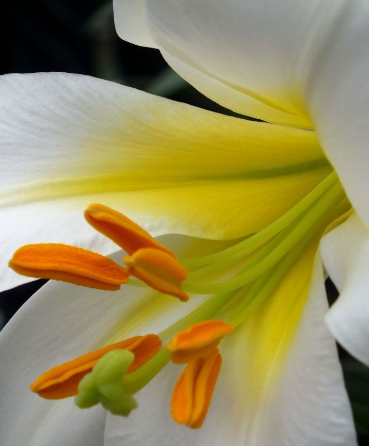 Regale Album Heirloom Chinese Trumpet Lily Plants online shopping