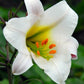 Regale Album Heirloom Chinese Trumpet Lily Plants online shopping