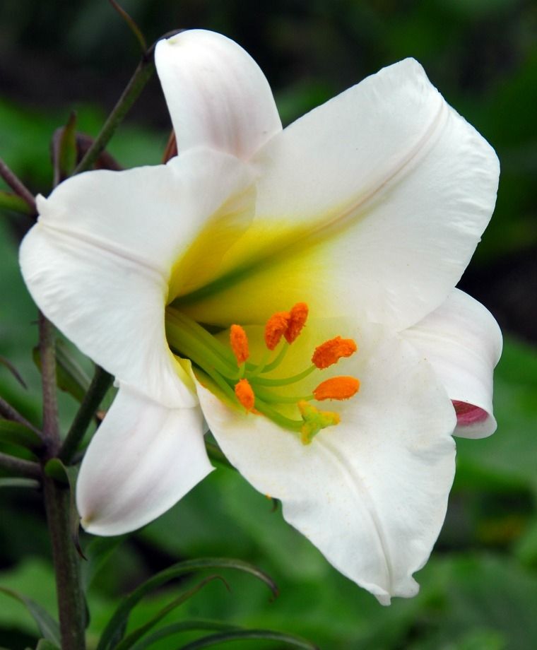 Regale Album Heirloom Chinese Trumpet Lily Plants online shopping