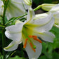 Regale Album Heirloom Chinese Trumpet Lily Plants online shopping