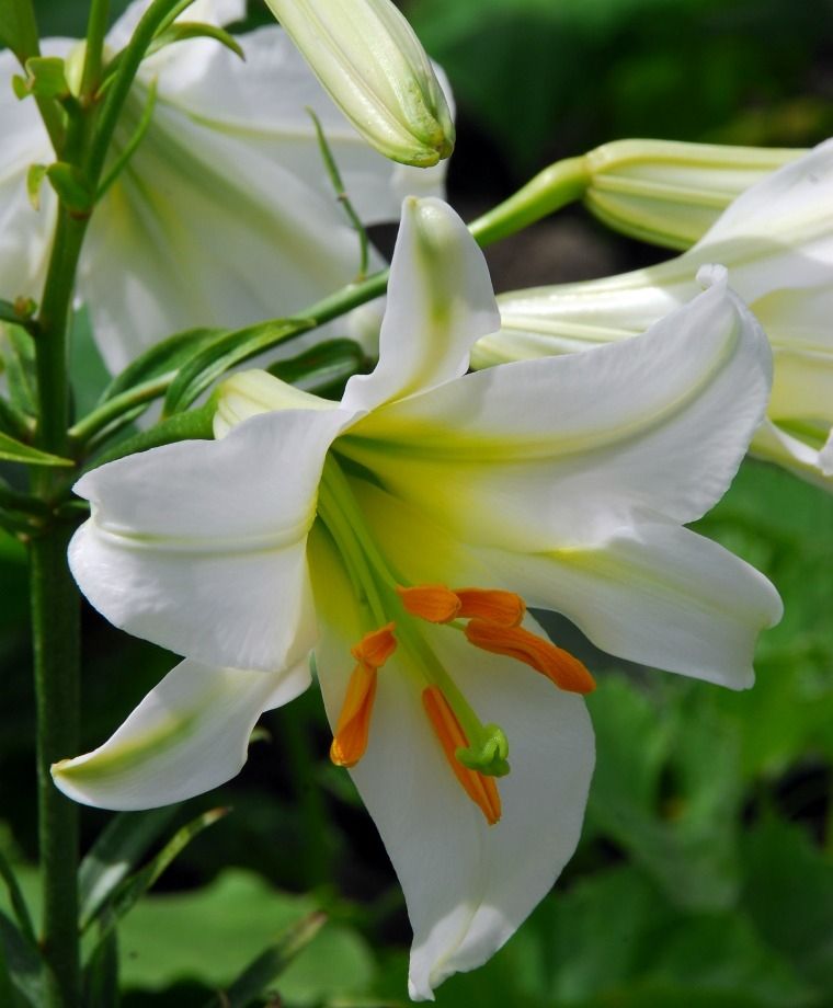Regale Album Heirloom Chinese Trumpet Lily Plants online shopping