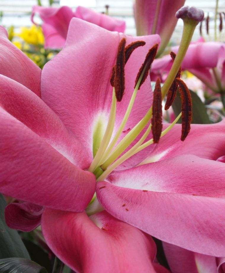 Robina Oriental x Trumpet Lily