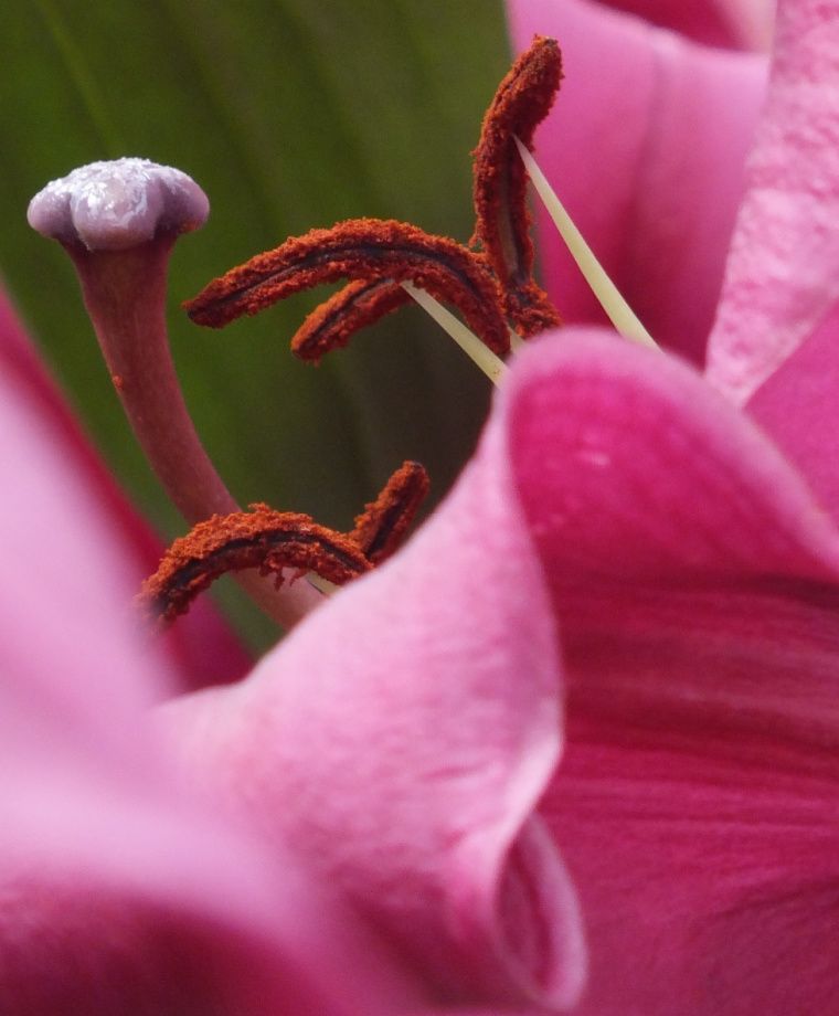 Robina Oriental x Trumpet Lily