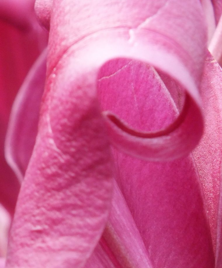 Robina Oriental x Trumpet Lily