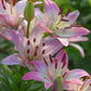Rosella's Dream Asiatic Hybrid Lily