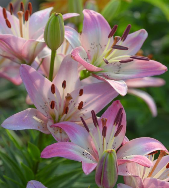 Rosella's Dream Asiatic Hybrid Lily