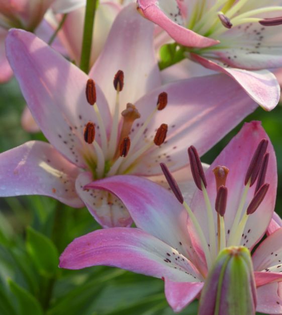 Rosella's Dream Asiatic Hybrid Lily