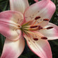 Rosella's Dream Asiatic Hybrid Lily