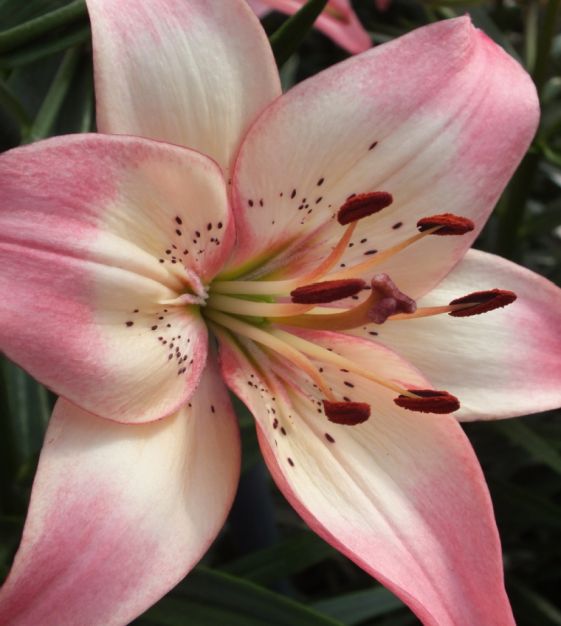 Rosella's Dream Asiatic Hybrid Lily