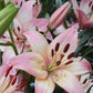 Rosella's Dream Asiatic Hybrid Lily