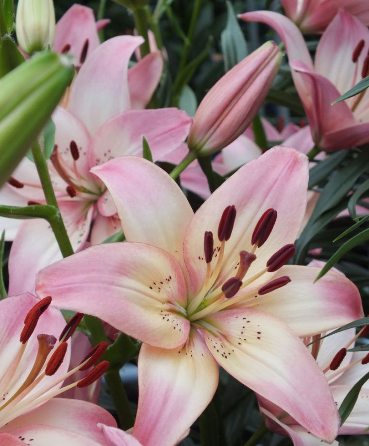 Rosella's Dream Asiatic Hybrid Lily