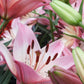 Rosella's Dream Asiatic Hybrid Lily