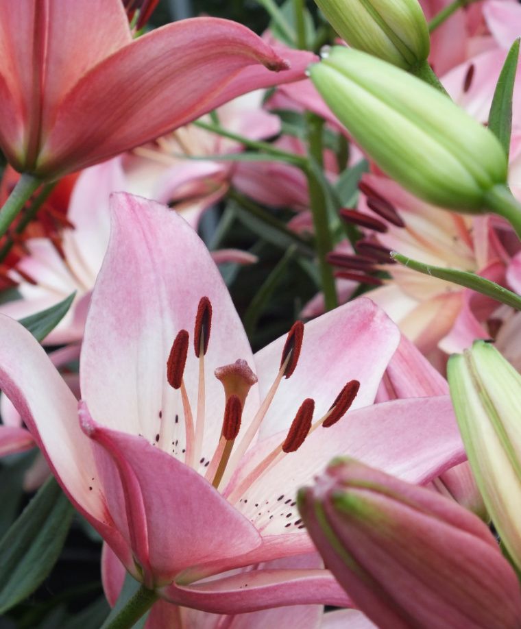 Rosella's Dream Asiatic Hybrid Lily