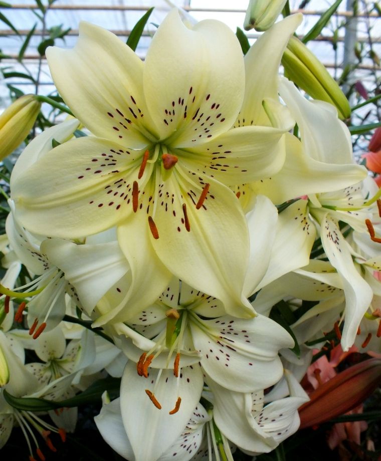 Sweet Surrender Asiatic Lily