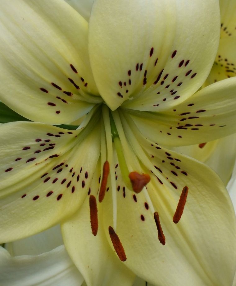 Sweet Surrender Asiatic Lily