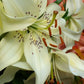 Sweet Surrender Asiatic Lily