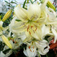 Sweet Surrender Asiatic Lily