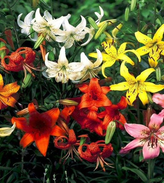 Tigrinum Heirloom Lily Mixture