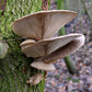 Italian Oyster Mushroom - Pleurote Italien