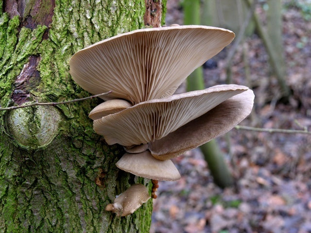 Italian Oyster Mushroom - Pleurote Italien