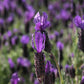 Lavandula stoechas  Otto Quast