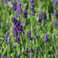 Lavandula angustifolia Ellagance Purple