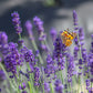 Lavandula angustifolia Super Blue