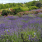 Lavandula angustifolia Super Blue