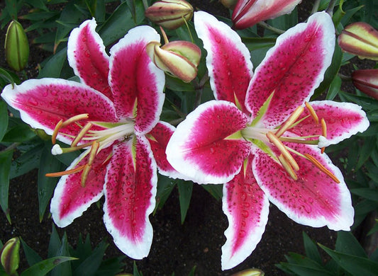 Starfighter Oriental Lily