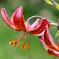 Claude Shride Martagon Lily