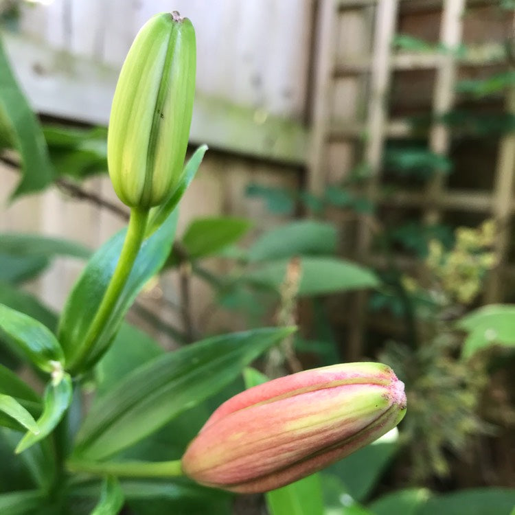 asiatic lily levi Levi Asiatic Lily – EVERGREEN
