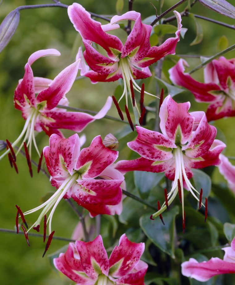 Black Beauty Heirloom Henryi x Speciosum Lily